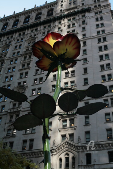 Photographie intitulée "fleur sur place à w…" par Dominique Goujard, Œuvre d'art originale