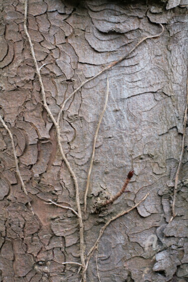Photography titled "8312 écorce d'arbre" by Dominique Goujard, Original Artwork