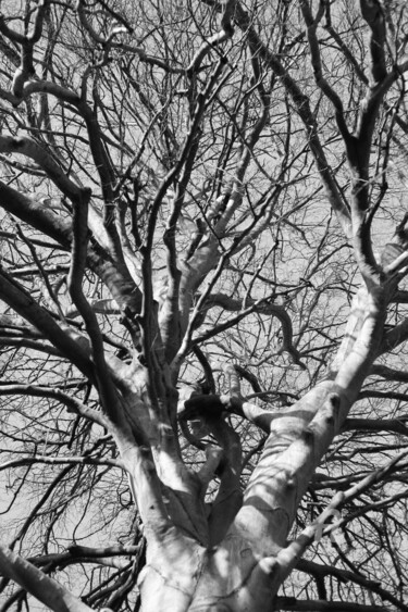 Fotografía titulada "8564 arbre" por Dominique Goujard, Obra de arte original