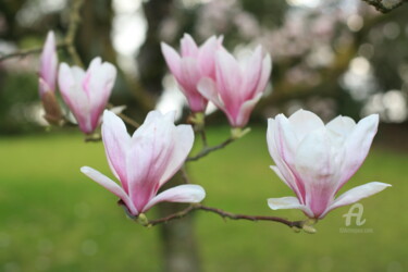Фотография под названием "8566 magnolia" - Dominique Goujard, Подлинное произведение искусства