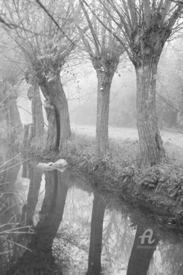Photographie intitulée "8609 ruisseau" par Dominique Goujard, Œuvre d'art originale
