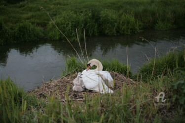 Photographie intitulée "8802 cygne" par Dominique Goujard, Œuvre d'art originale