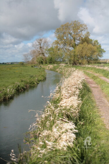 Photography titled "8789 marais" by Dominique Goujard, Original Artwork