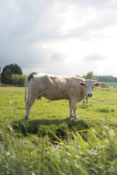 Photographie intitulée "8874 Vache" par Dominique Goujard, Œuvre d'art originale