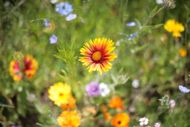 Photographie intitulée "8971 fleur" par Dominique Goujard, Œuvre d'art originale