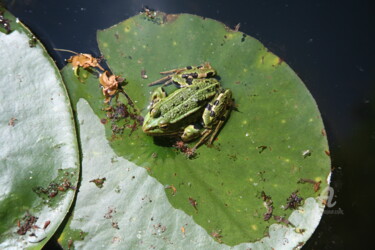 Fotografía titulada "9689 grenouille" por Dominique Goujard, Obra de arte original, Fotografía digital