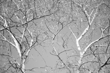 Photographie intitulée "392 branche d'arbre" par Dominique Goujard, Œuvre d'art originale, Photographie numérique