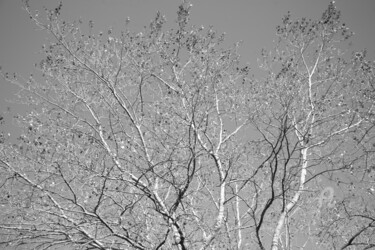 Photographie intitulée "397 branche d'arbre" par Dominique Goujard, Œuvre d'art originale, Photographie numérique