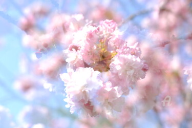 Photographie intitulée "1235 Fleurs" par Dominique Goujard, Œuvre d'art originale, Photographie numérique