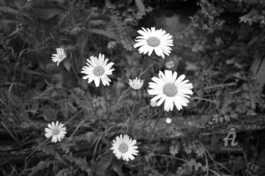 Photography titled "1345 Marguerites" by Dominique Goujard, Original Artwork, Digital Photography