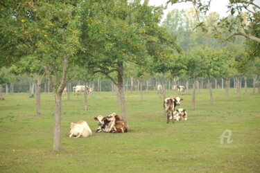 Photographie intitulée "2312 Vaches normand…" par Dominique Goujard, Œuvre d'art originale, Photographie numérique