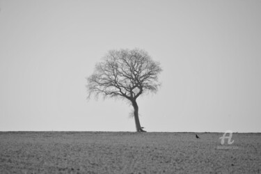 Fotografie getiteld "3396 arbre" door Dominique Goujard, Origineel Kunstwerk, Digitale fotografie