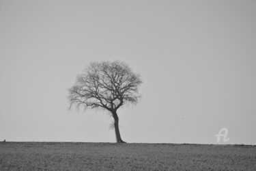 Photographie intitulée "3397 arbre" par Dominique Goujard, Œuvre d'art originale, Photographie numérique