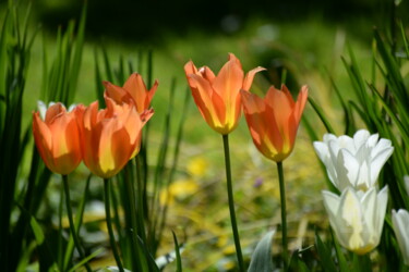 Фотография под названием "5866 tulipe" - Dominique Goujard, Подлинное произведение искусства, Цифровая фотография