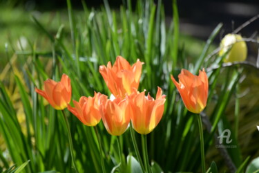 Фотография под названием "5867 tulipe" - Dominique Goujard, Подлинное произведение искусства, Цифровая фотография