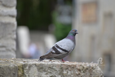 Photography titled "6429 Pigeon" by Dominique Goujard, Original Artwork, Digital Photography