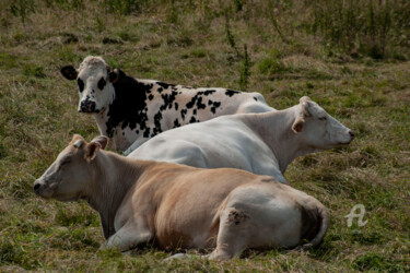 Photographie intitulée "4062 B vache" par Dominique Goujard, Œuvre d'art originale, Photographie numérique
