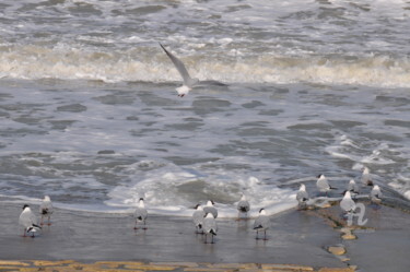 Photographie intitulée "VOL DE MOUETTES" par Dominique Goujard, Œuvre d'art originale