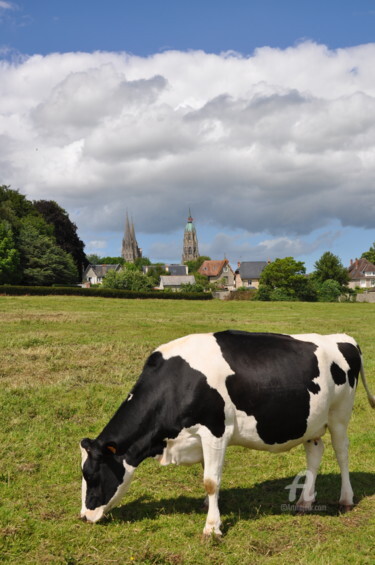 Photographie intitulée "Vache Normande vue…" par Dominique Goujard, Œuvre d'art originale