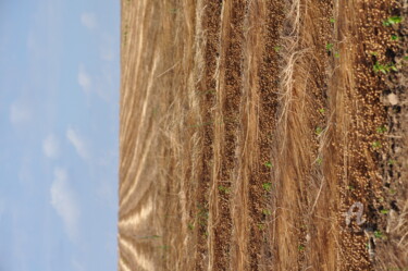 Photographie intitulée "Champs de Blé" par Dominique Goujard, Œuvre d'art originale