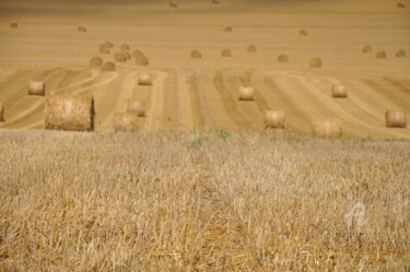Photographie intitulée "Champs de blé 3" par Dominique Goujard, Œuvre d'art originale