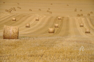 Photographie intitulée "Champs de blé 4" par Dominique Goujard, Œuvre d'art originale