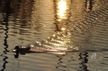 Photography titled "Canard et ombres" by Dominique Goujard, Original Artwork