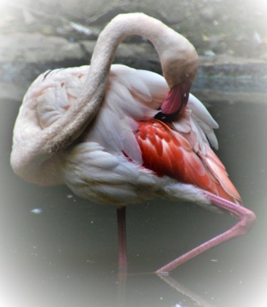 Photography titled "Le flamant rose" by Dominique Guillaume, Original Artwork, Digital Photography