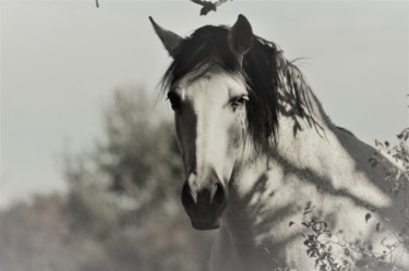 Photographie intitulée "Crin Blanc" par Dominique Guillaume, Œuvre d'art originale, Photographie numérique