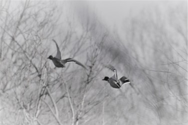 Photographie intitulée "La course" par Dominique Guillaume, Œuvre d'art originale, Photographie numérique