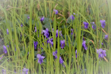 Фотография под названием "Les violettes" - Dominique Guillaume, Подлинное произведение искусства, Цифровая фотография