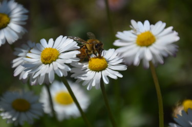 Photographie intitulée "L'abeille marguerite" par Dominique Guillaume, Œuvre d'art originale, Photographie numérique