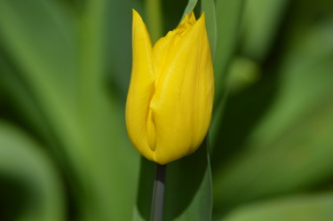 Fotografie mit dem Titel "La tulipe" von Dominique Guillaume, Original-Kunstwerk, Digitale Fotografie