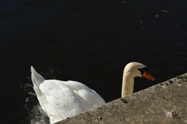 Photographie intitulée "Soreze cygne" par Dominique Guillaume, Œuvre d'art originale, Photographie numérique