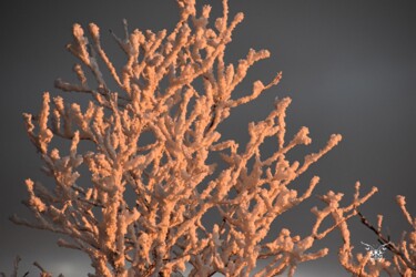 Photographie intitulée "Corail de neige" par Dominique Guillaume, Œuvre d'art originale, Photographie numérique