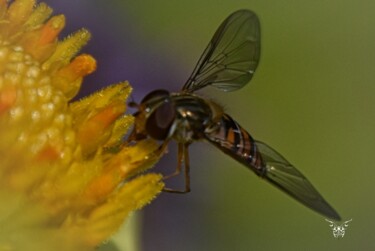 Photographie intitulée "Pollen-mouche" par Dominique Guillaume, Œuvre d'art originale, Photographie numérique