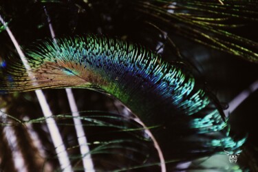 Photographie intitulée "Cils paon" par Dominique Guillaume, Œuvre d'art originale, Photographie numérique