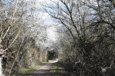 Fotografia zatytułowany „Sentier” autorstwa Dominique Guillaume, Oryginalna praca, Fotografia cyfrowa