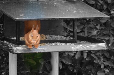 Photography titled "Repas d'écureuil" by Dominique Guillaume, Original Artwork, Digital Photography