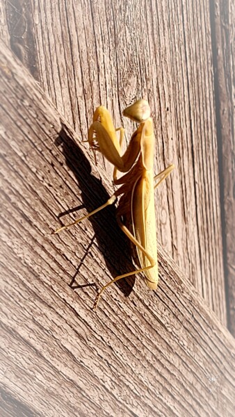 Fotografía titulada "Mantis religiosa" por Dominique Guillaume, Obra de arte original, Fotografía digital