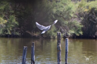 Photography titled "Mouette rieuse" by Dominique Guillaume, Original Artwork, Digital Photography