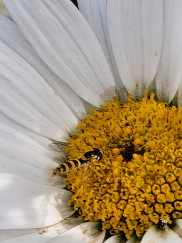 Photography titled "Pâquerette des mura…" by Dominique Guillaume, Original Artwork, Digital Photography