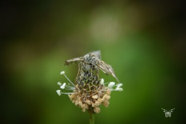 Photographie intitulée "Plantain du papillon" par Dominique Guillaume, Œuvre d'art originale, Photographie numérique