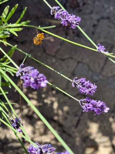 Photographie intitulée "Provence" par Dominique Guillaume, Œuvre d'art originale, Photographie numérique