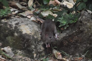 Photographie intitulée "Rat passe" par Dominique Guillaume, Œuvre d'art originale, Photographie numérique