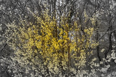 Photography titled "Forsythia" by Dominique Guillaume, Original Artwork, Digital Photography