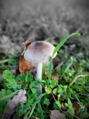 Photographie intitulée "Inocybe flocculeux" par Dominique Guillaume, Œuvre d'art originale, Photographie numérique