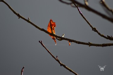 Photographie intitulée "Rosé  du matin" par Dominique Guillaume, Œuvre d'art originale, Photographie numérique