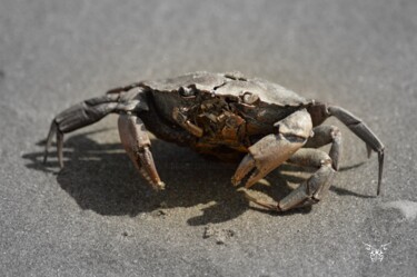 Photographie intitulée "Souvenir d'un crabe" par Dominique Guillaume, Œuvre d'art originale, Photographie numérique