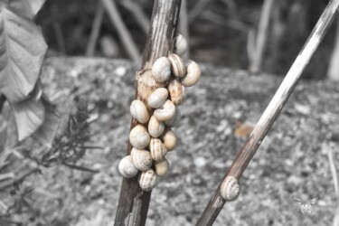 Photographie intitulée "Tige à escargot" par Dominique Guillaume, Œuvre d'art originale, Photographie numérique